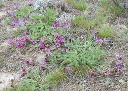 Imagem de Astragalus physodes subsp. physodes