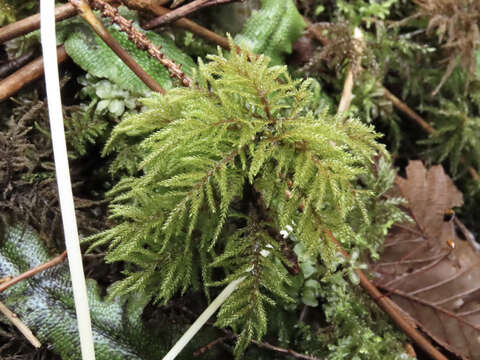 Image of pleuroziopsis moss