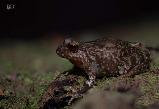 Image of Rosy Ground Frog