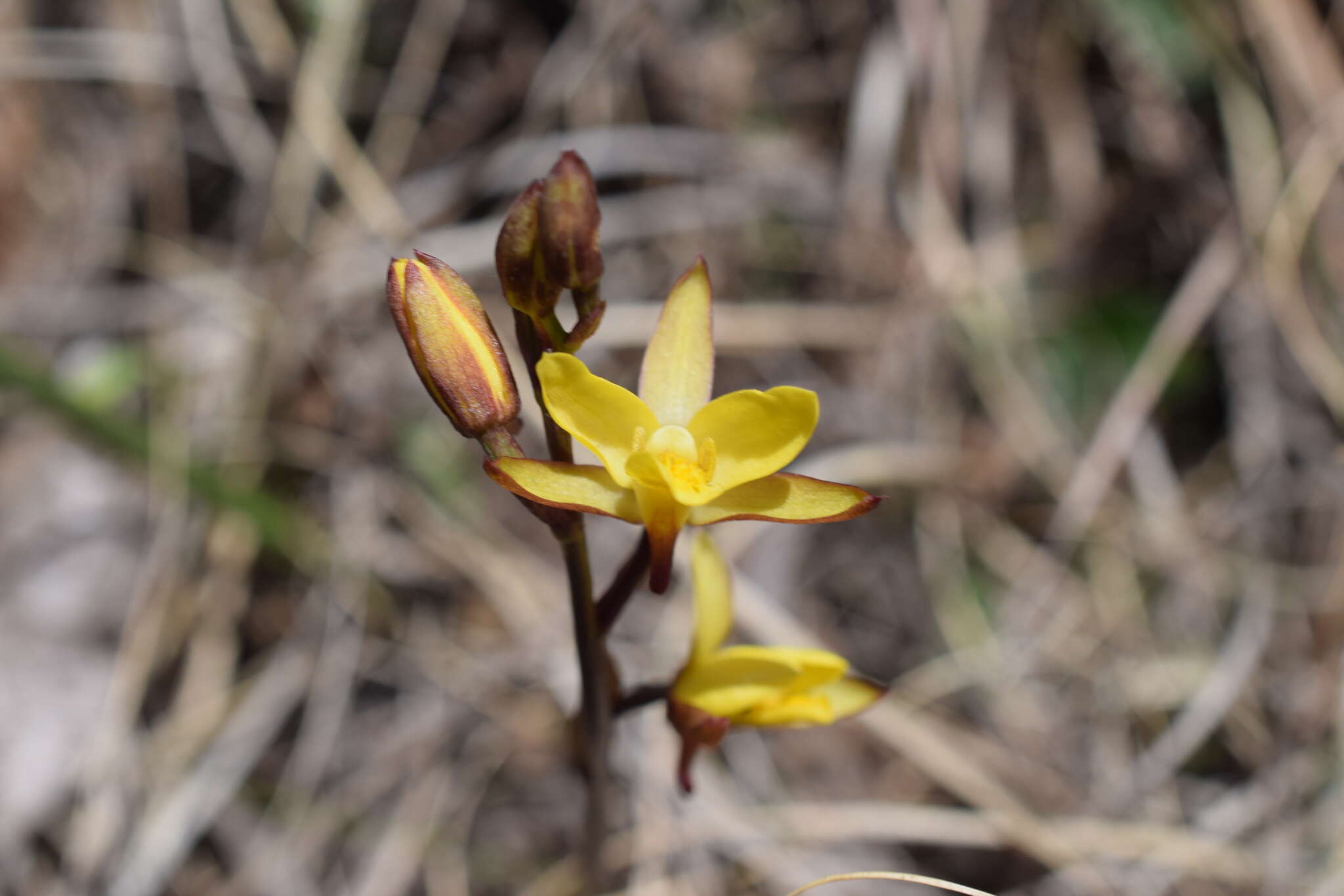 Image de Eulophia hians var. inaequalis (Schltr.) S. Thomas