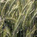 Image of × Triticale