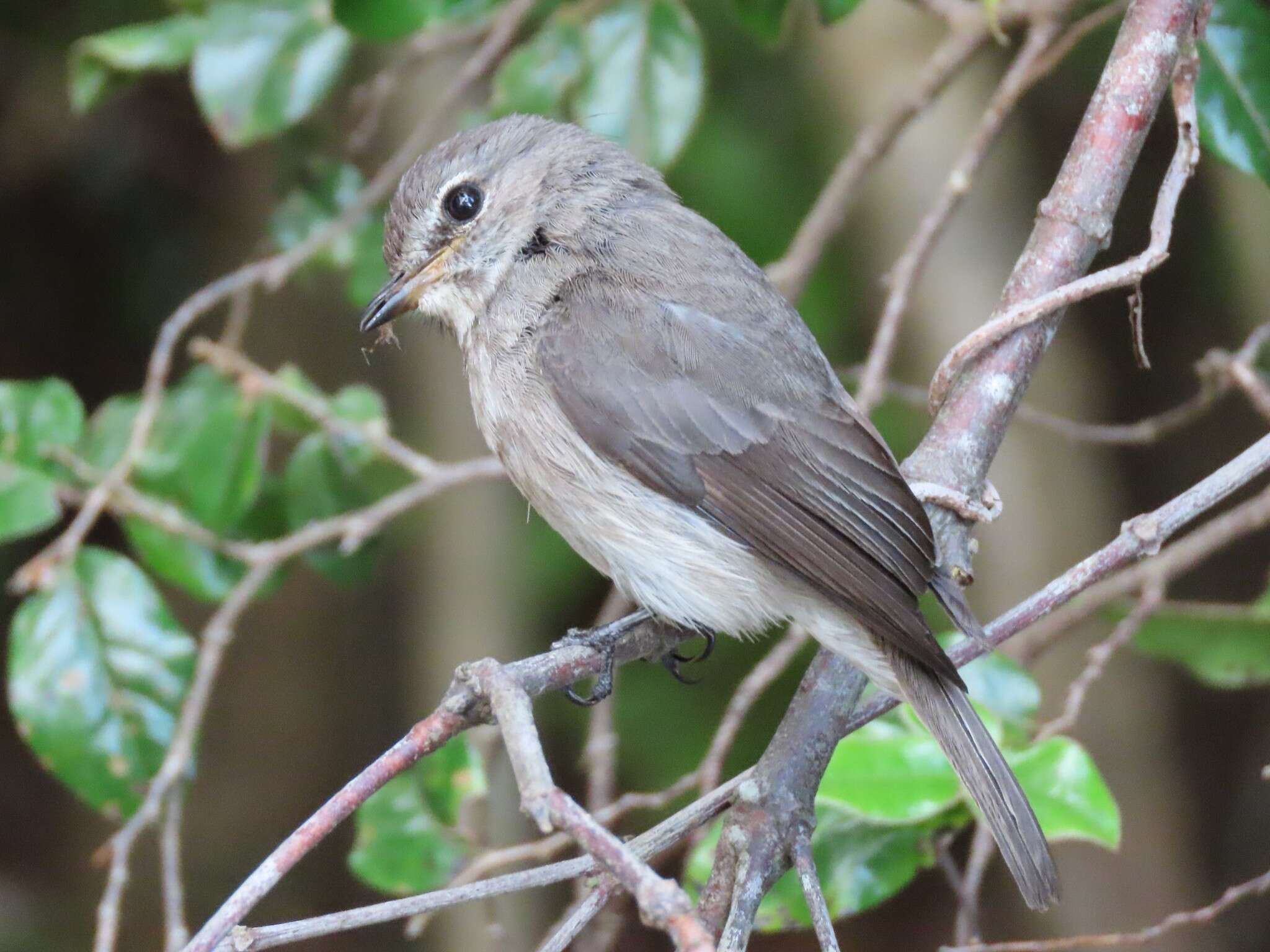 Image of African Dusky Flycatcher