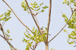 Image of Grey Cisticola