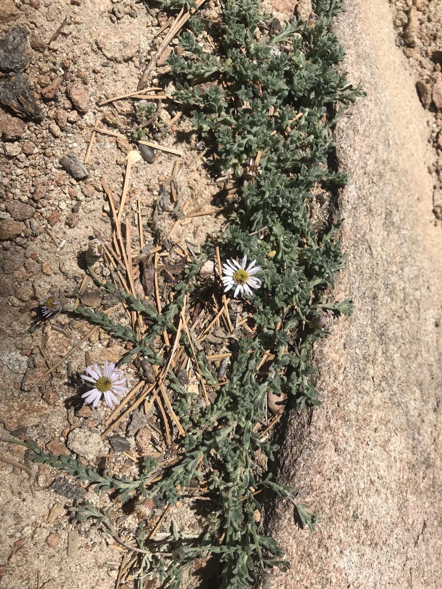 Image of Brewer's fleabane