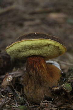 Слика од Aureoboletus mirabilis (Murrill) Halling 2015