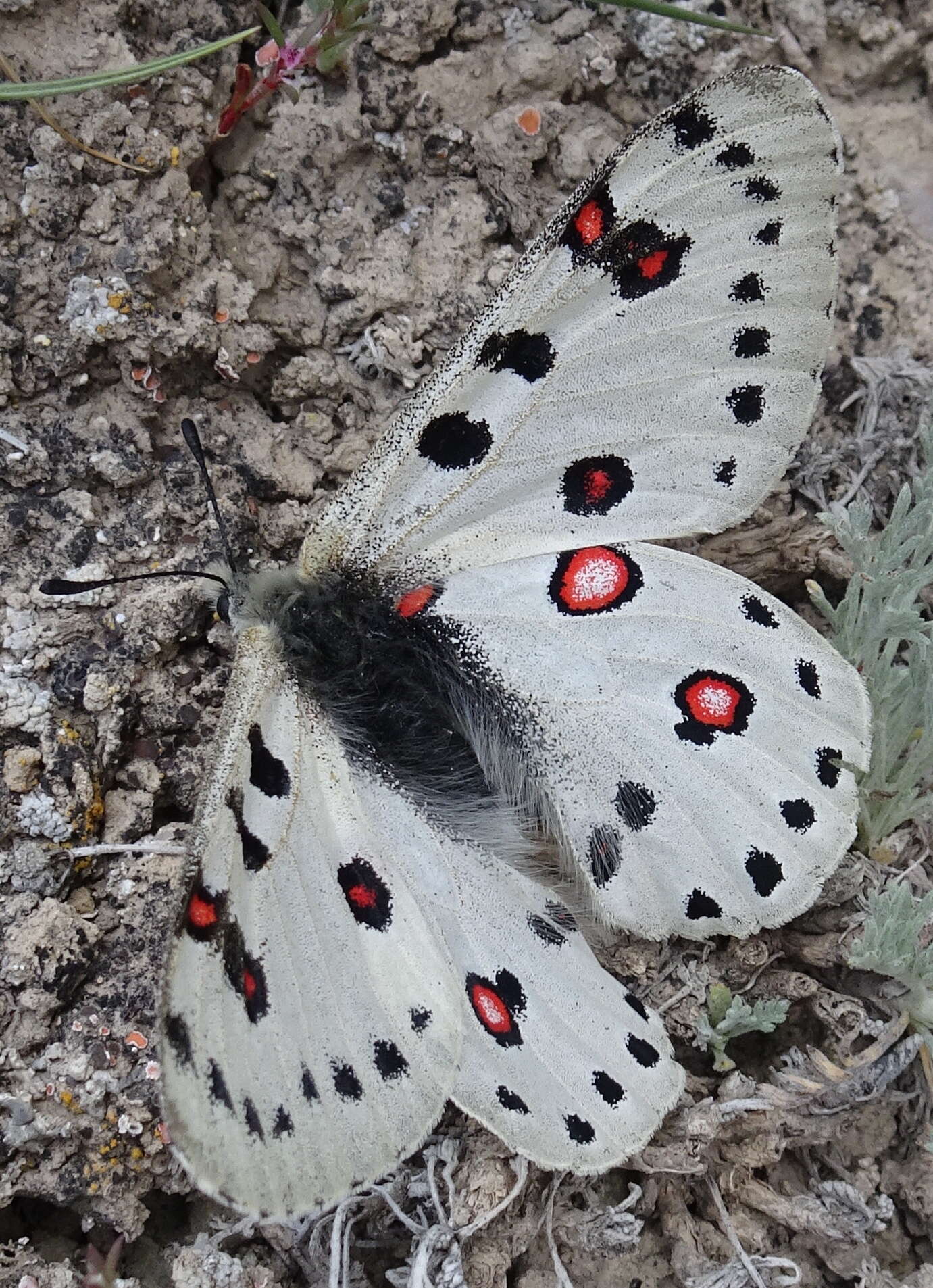 Sivun Parnassius apollonius (Eversmann 1847) kuva