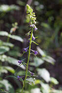 Plancia ëd Delphinium scopulorum A. Gray