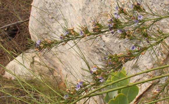 Image of <i>Psoralea diturnerae</i>