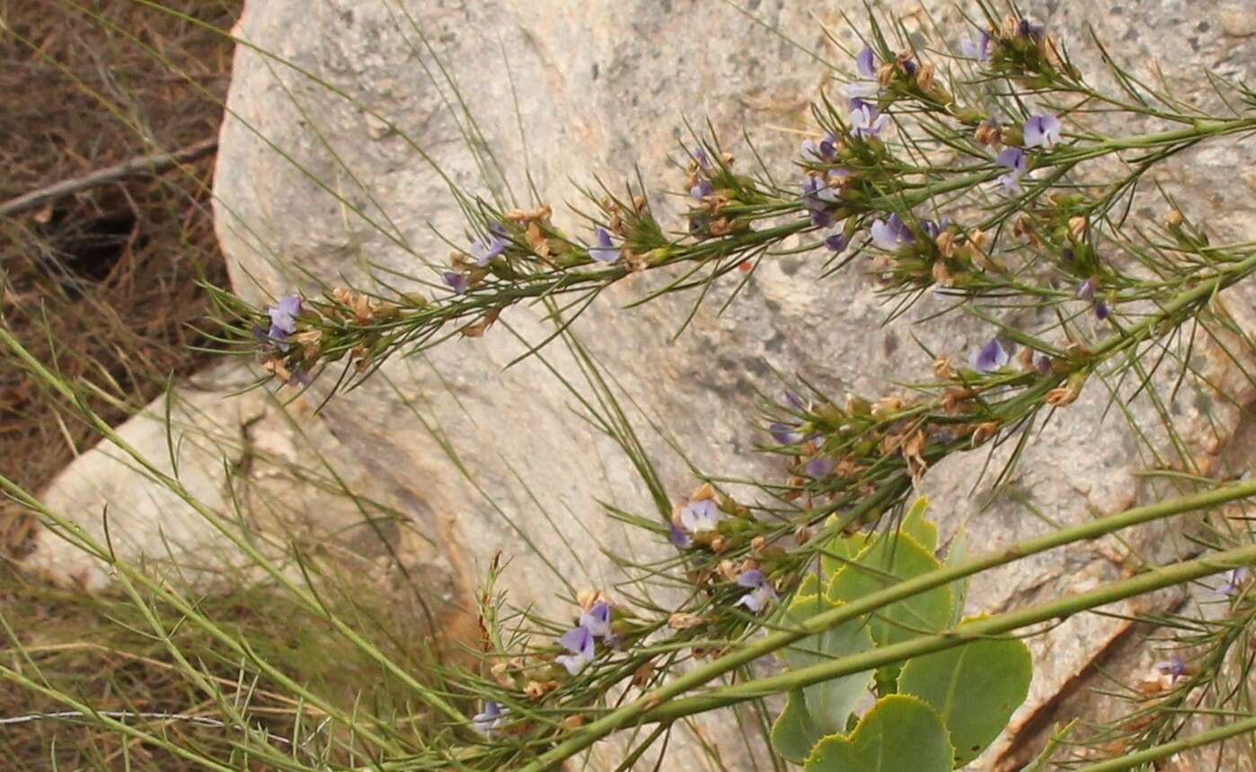 Plancia ëd <i>Psoralea diturnerae</i>