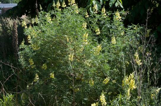 Image of yellow bush lupine