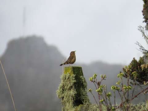 Image of Grass Wren