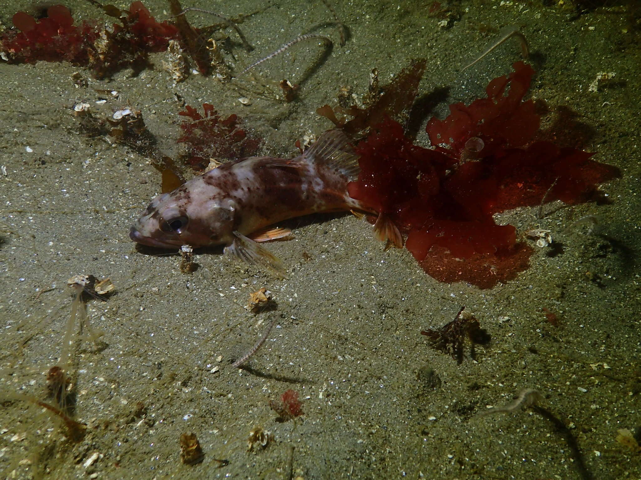 Image of Calico rockfish