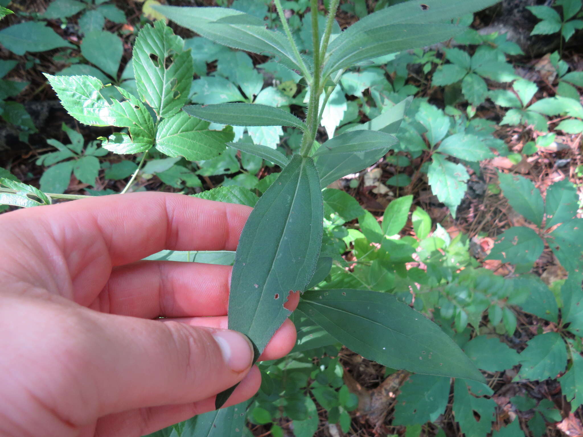 Image of Rudbeckia fulgida var. spathulata (Michx.) Perdue