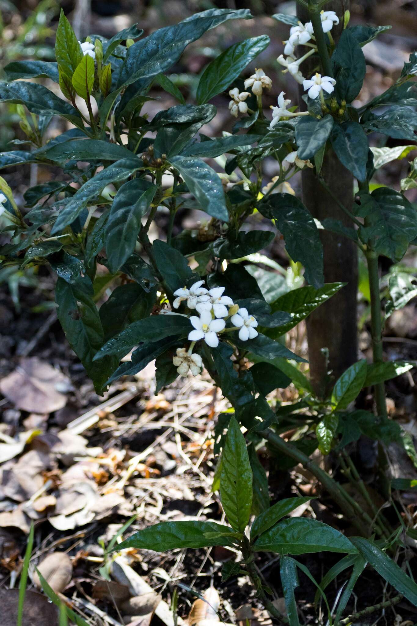 Image de Mitriostigma axillare Hochst.