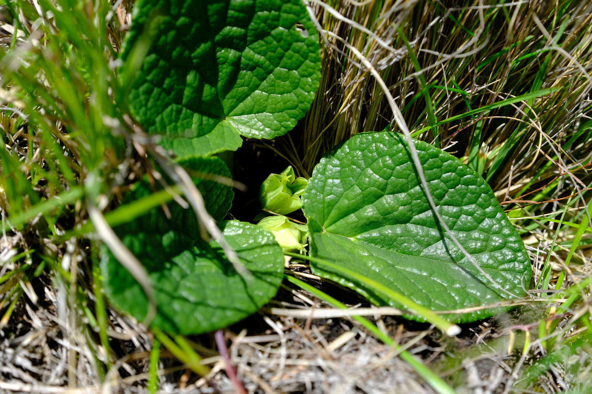 Image of Guthriea capensis Bolus