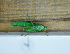 Image of Treetop Bush Katydid