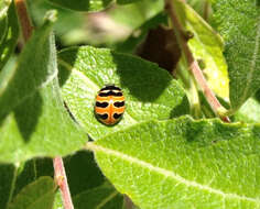 Image of Coccinella trifasciata perplexa Mulsant 1850