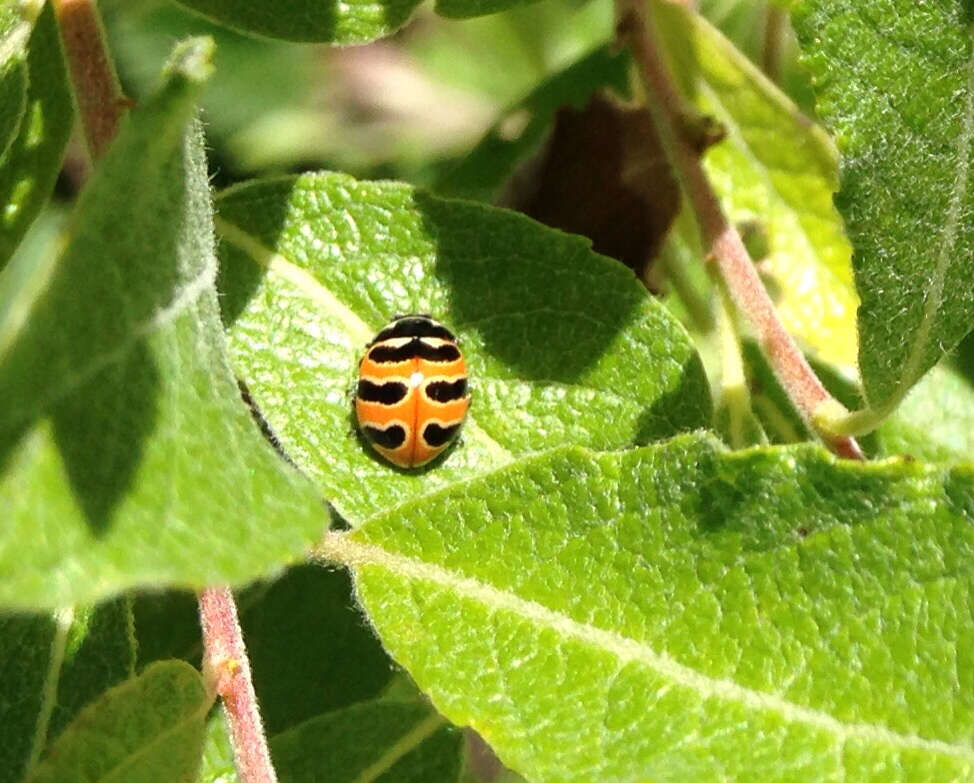 Image of Coccinella trifasciata perplexa Mulsant 1850