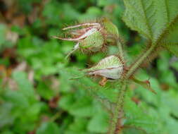 Image of Creeping Bramble