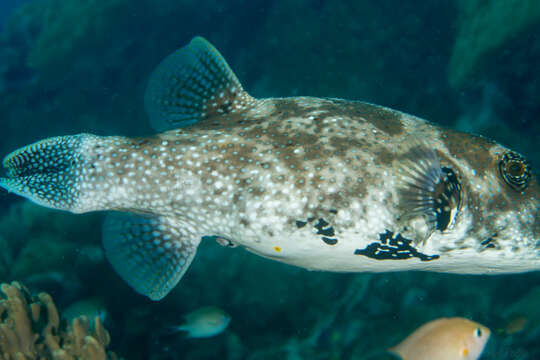 Image of Blue-spotted Puffer