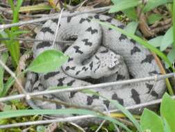 Vipera transcaucasiana Boulenger 1913 resmi