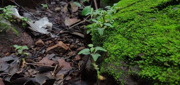 Image of Cheirostylis parvifolia Lindl.