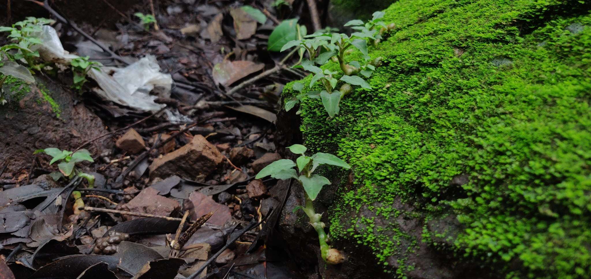 Image of Cheirostylis parvifolia Lindl.