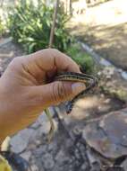 Thamnophis scaliger (Jan 1863)的圖片