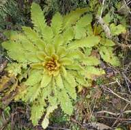 Image of Meconopsis paniculata (D. Don) Prain