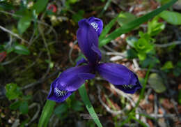 Image de Iris uniflora Pall. ex Link