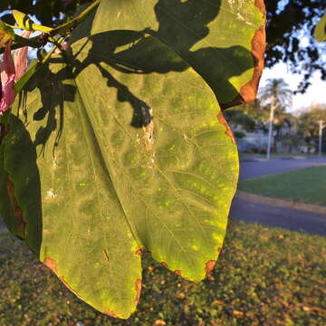 Image of Pink bauhinia