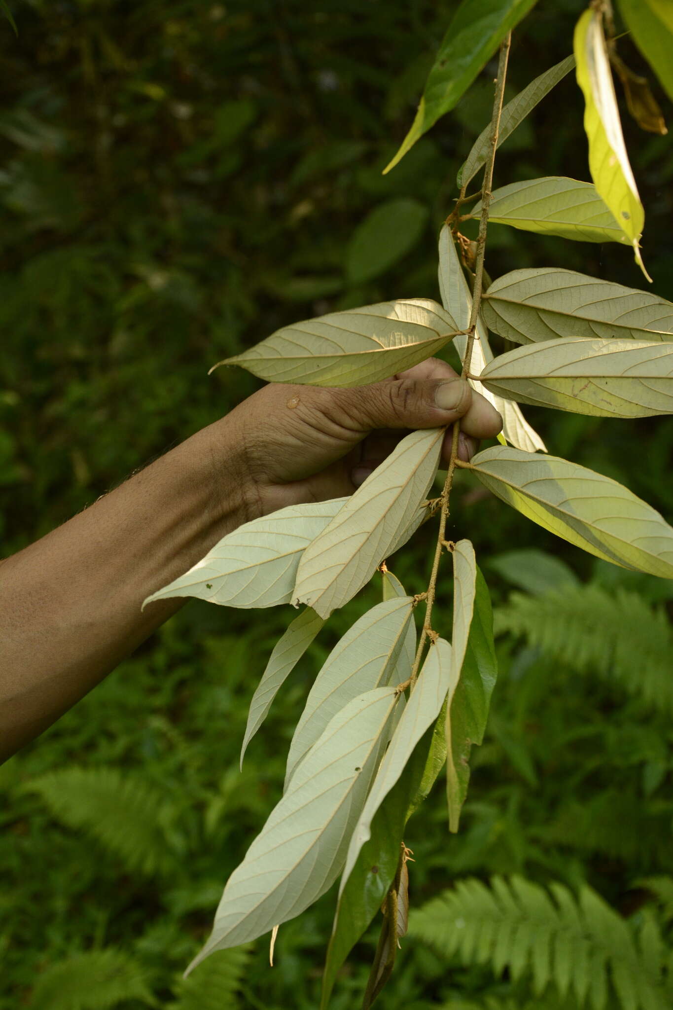 Image de Pterospermum lanceifolium Roxb. ex DC.