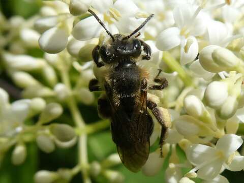 صورة Andrena nivalis Smith 1853