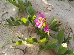 Image of beach pea