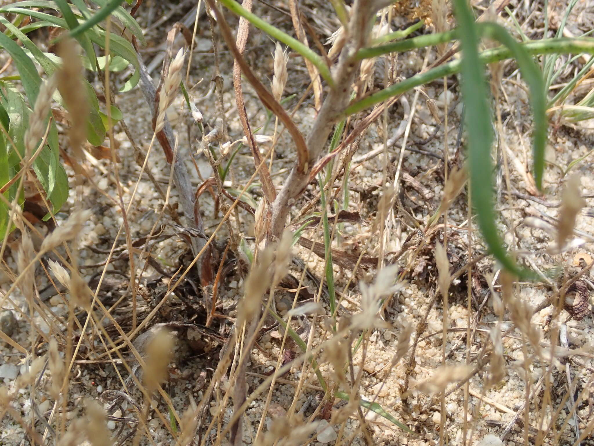 Image of sickleleaf silkgrass