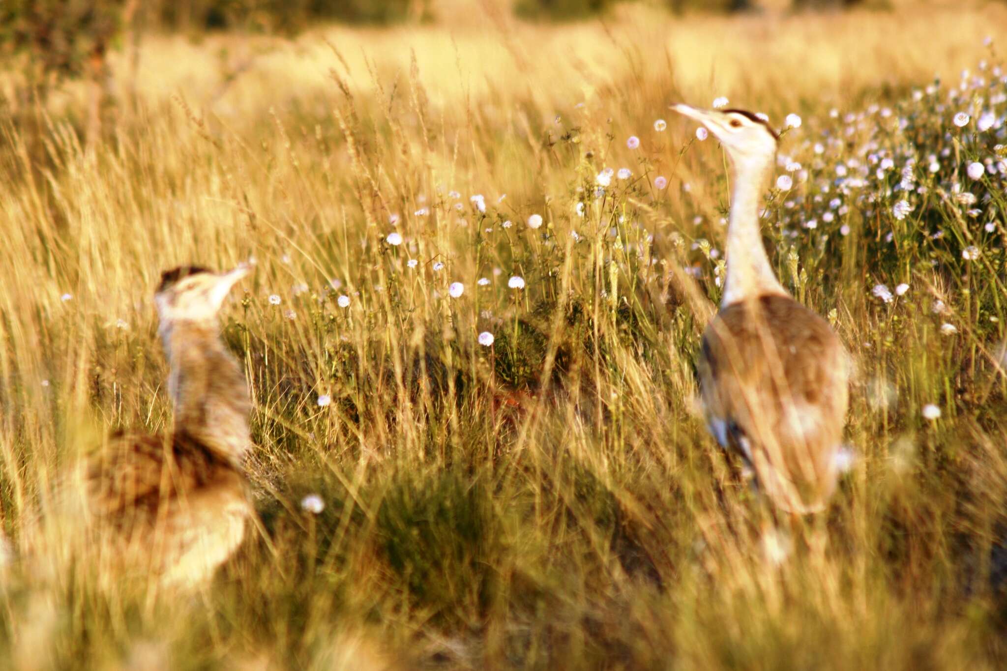 Image of Australian Bustard