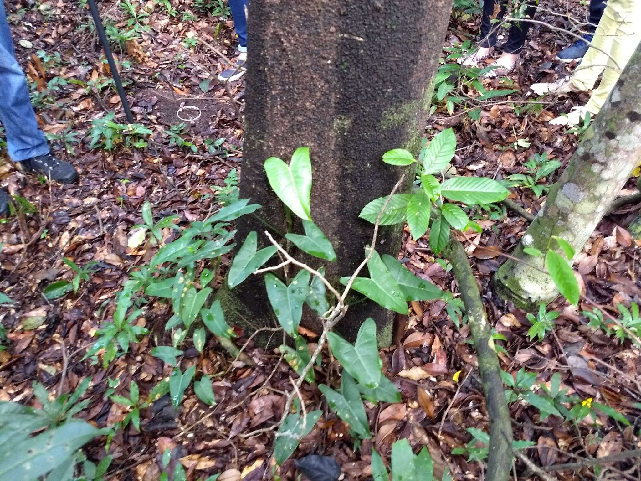 Image of Philodendron quinquenervium Miq.