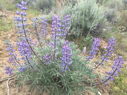 Sivun Lupinus nevadensis A. Heller kuva