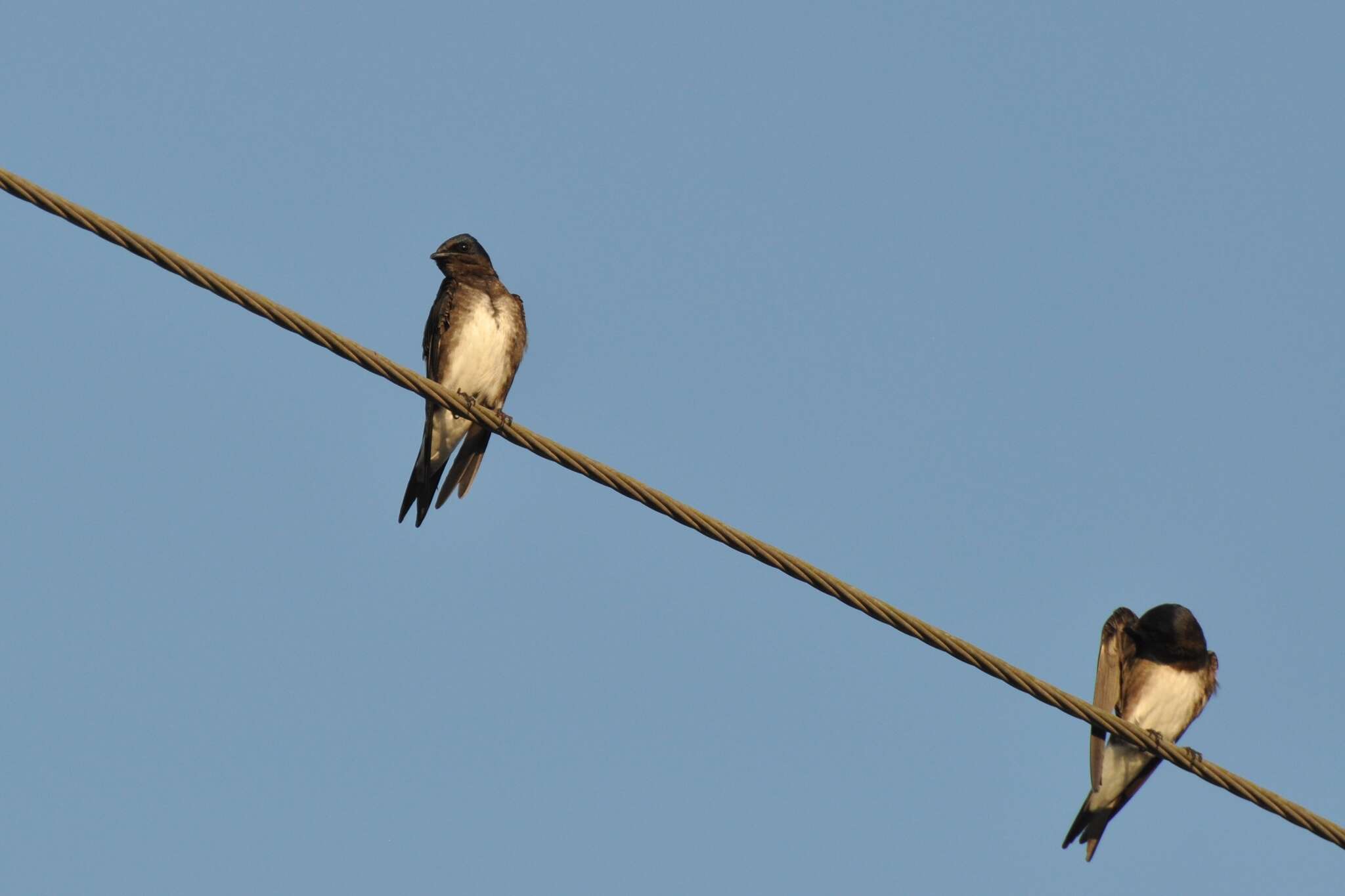 Image of Cuban Martin