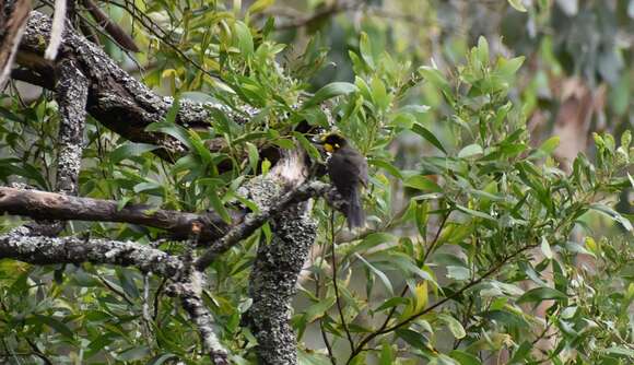 صورة Lichenostomus melanops cassidix (Gould 1867)