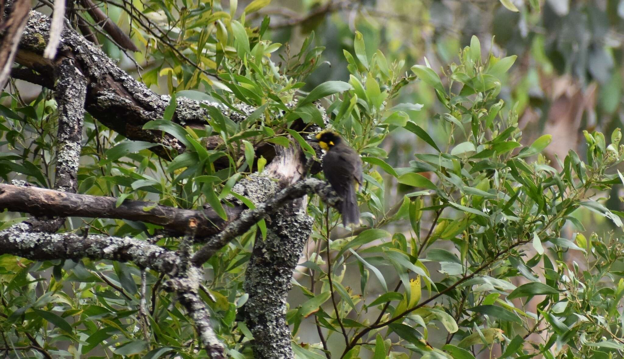 Image of Helmeted Honeyeater