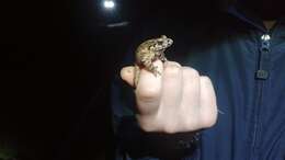 Image of Caucasian Parsley Frog