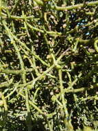 Image of Hooley Mistletoe