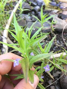 Image of Marsh Speedwell