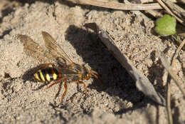 Image of Nomada lathburiana (Kirby 1802)