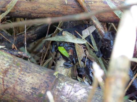 Image of Arboreal Mantella