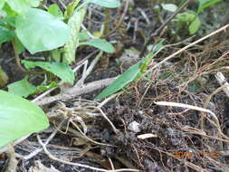 Image of Pinkwinged grasshopper