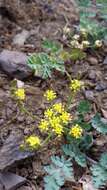 Image of cascade desertparsley