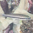 Image of Mimic cardinalfish