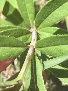 صورة Silphium asteriscus var. trifoliatum (L.) J. A. Clevinger